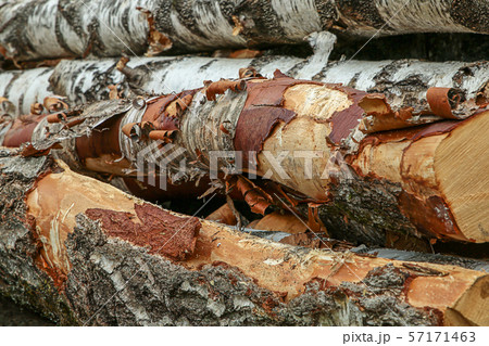 bunch long trunks of birch hard bark old chipped bunch long trunks of birch hard bark old chipped 57171463
