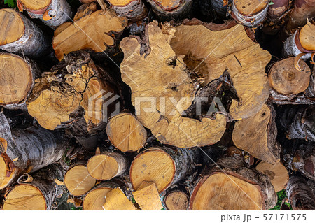 old wood dried cracked close-up thick thin bumpy old wood dried cracked close-up thick thin bumpy 57171575
