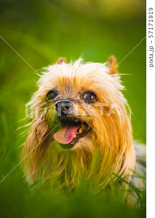 Yorkshire terrier looking at the camera in a head shot, sitting in grass Yorkshire terrier looking at the camera in a head shot, sitting in grass 57171919