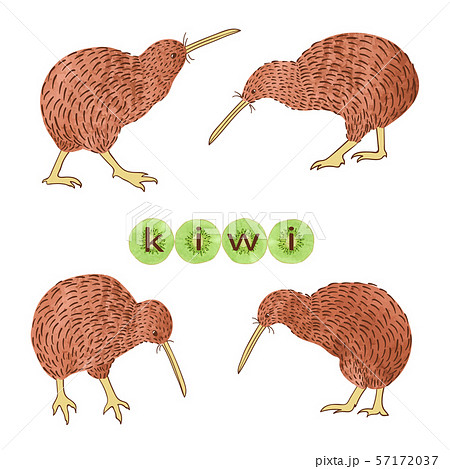 Set Of Watercolor Kiwi Birds Isolated On Whiteのイラスト素材