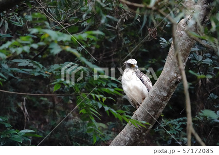 カンムリワシ 57172085