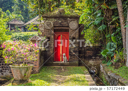 The dog sits on the background of a large red front door 57172449