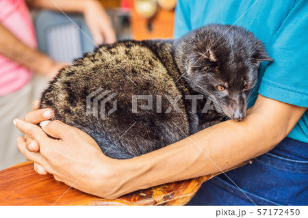 kopi luwak asian palm civet caffee, eyes closeup, most expensive coffee animal 57172450
