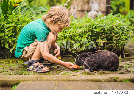 The boy feeds the rabbit. Cosmetics test on rabbit animal. Cruelty free and stop animal abuse The boy feeds the rabbit. Cosmetics test on rabbit animal. Cruelty free and stop animal abuse 57172889