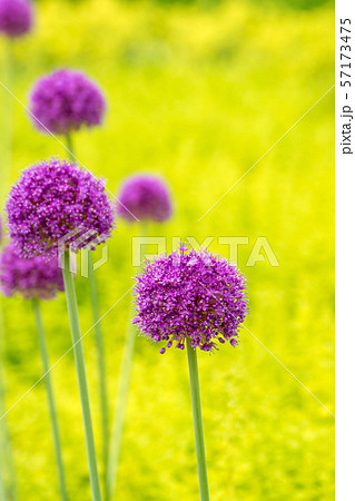 アリウム・ギガンチウム 57173475