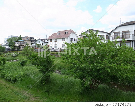 野川 野川 57174275