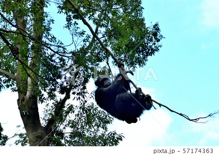 横浜ズーラシア動物園チンパンジー 横浜ズーラシア動物園チンパンジー 57174363