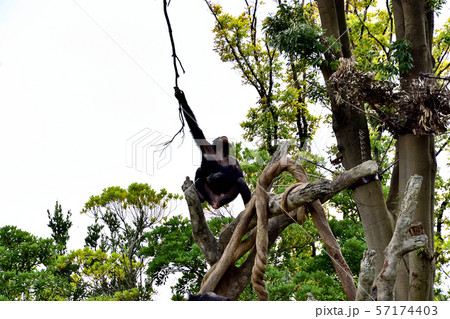 横浜ズーラシア動物園チンパンジー 横浜ズーラシア動物園チンパンジー 57174403