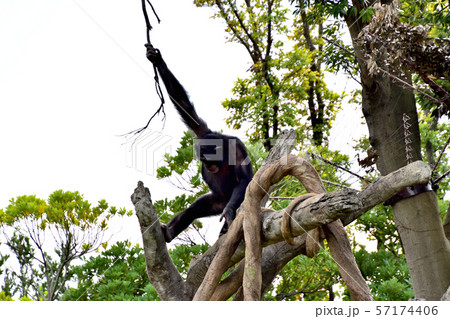 横浜ズーラシア動物園チンパンジー 横浜ズーラシア動物園チンパンジー 57174406