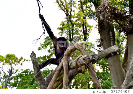 横浜ズーラシア動物園チンパンジー 横浜ズーラシア動物園チンパンジー 57174407