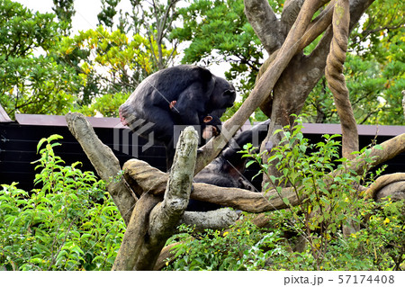 横浜ズーラシア動物園チンパンジー 横浜ズーラシア動物園チンパンジー 57174408
