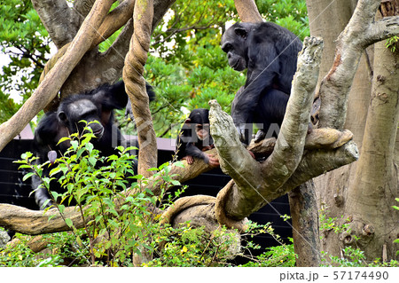 横浜ズーラシア動物園チンパンジー 57174490