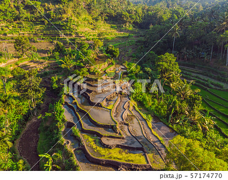 Green cascade rice field plantation at Bali, Indonesia 57174770