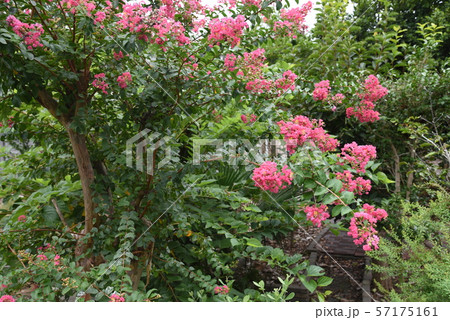 サルスベリ（百日紅）の花 57175161