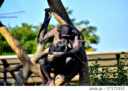 横浜ズーラシア動物園チンパンジー 57175333