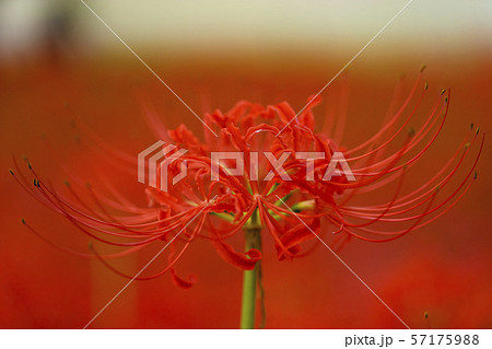 赤く染まる曼珠沙華の花 赤く染まる曼珠沙華の花 57175988