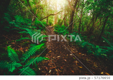 Beautiful rainforest jungle in Tasmania, Australia 57176650