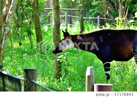 横浜ズーラシア動物園オカピ 横浜ズーラシア動物園オカピ 57176843