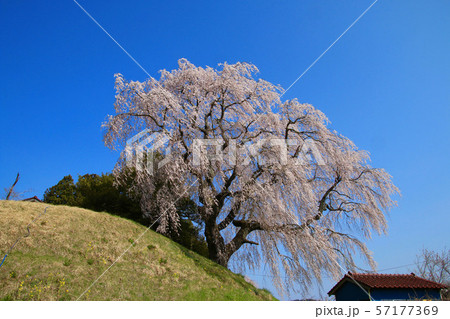 蛇盛塚のしだれ桜（福島県・田村市） 57177369