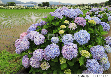 神奈川県足柄上郡開成町の田園に咲くあじさいの里 57177432