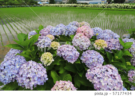 神奈川県足柄上郡開成町の田園に咲くあじさいの里 57177434