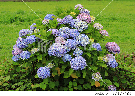 神奈川県足柄上郡開成町の田園に咲くあじさいの里 57177439