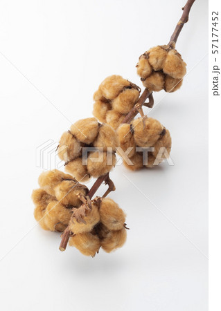 綿花 綿花 57177452