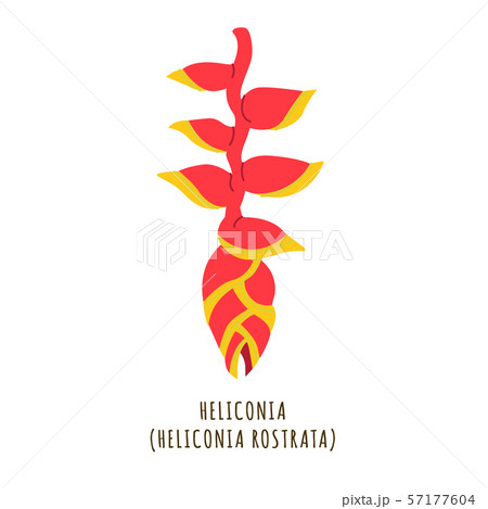 Heliconia tropical flower Heliconia tropical flower 57177604