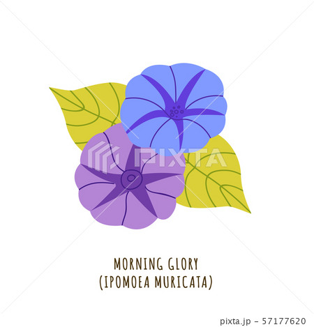 Morning glory tropical flower 57177620