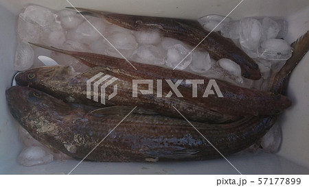 釣獲されたエソ 57177899