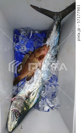 サワラとキジハタ サワラとキジハタ 57177901