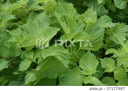 アオジソ（青紫蘇）栽培 57177987