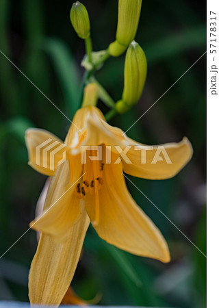 ニッコウキスゲ 57178317