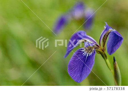 ヒオウギアヤメ 57178338