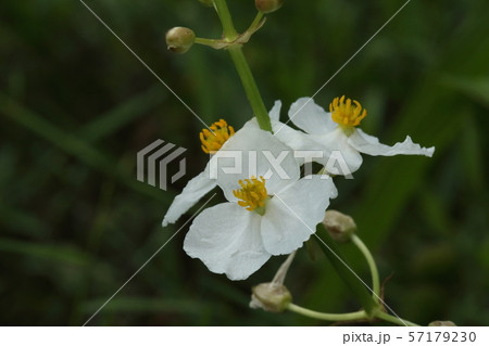 自然 植物 オモダカ 夏から秋にかけて水辺に白い三弁の花が咲きます 雌雄異花でこちらは雄花の写真素材