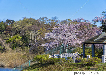 桜咲くころの狭山湖 北岸の東屋 桜咲くころの狭山湖 北岸の東屋 57179238