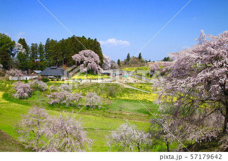合戦場のしだれ桜(福島県・二本松市) 合戦場のしだれ桜(福島県・二本松市) 57179642