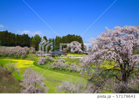 合戦場のしだれ桜（福島県・二本松市） 57179643