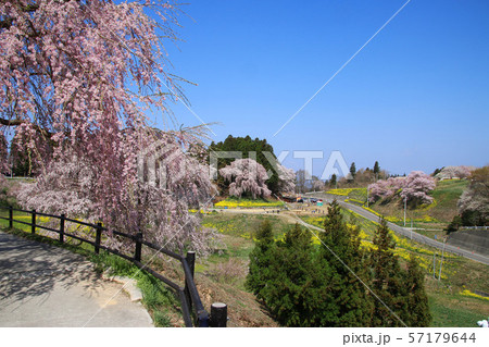 合戦場のしだれ桜（福島県・二本松市） 57179644