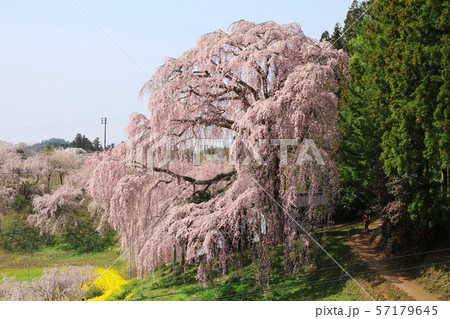 合戦場のしだれ桜（福島県・二本松市） 57179645
