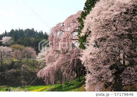 合戦場のしだれ桜（福島県・二本松市） 57179646