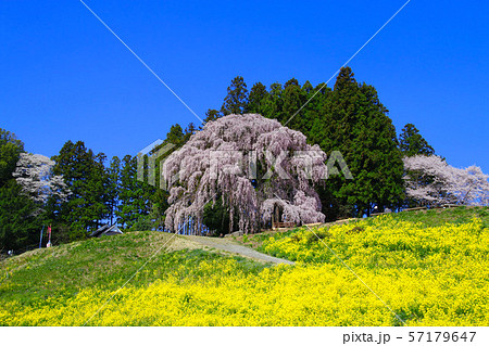 合戦場のしだれ桜(福島県・二本松市) 合戦場のしだれ桜(福島県・二本松市) 57179647