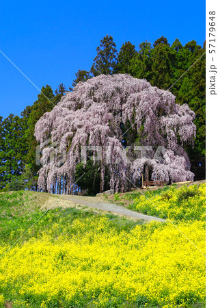 合戦場のしだれ桜（福島県・二本松市） 57179648