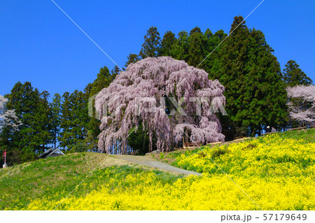合戦場のしだれ桜（福島県・二本松市） 57179649