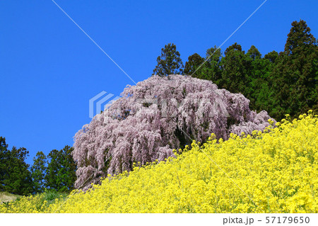 合戦場のしだれ桜（福島県・二本松市） 57179650