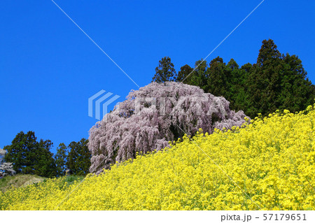 合戦場のしだれ桜（福島県・二本松市） 57179651