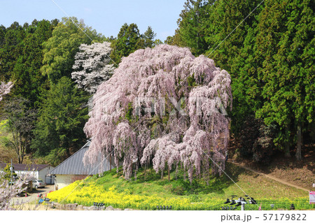 合戦場のしだれ桜（福島県・二本松市） 57179822
