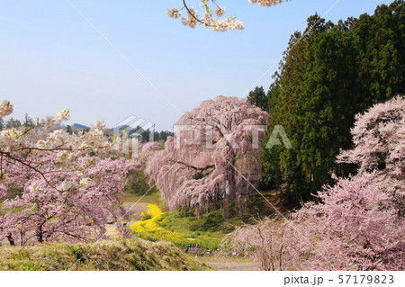 合戦場のしだれ桜(福島県・二本松市) 合戦場のしだれ桜(福島県・二本松市) 57179823