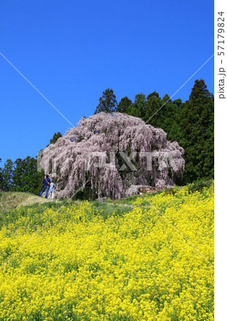 合戦場のしだれ桜（福島県・二本松市） 57179824