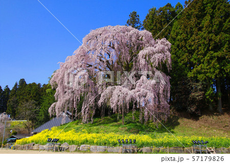 合戦場のしだれ桜（福島県・二本松市） 57179826
